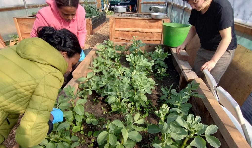 Maintenance being carried out on one of the GTL's raised beds